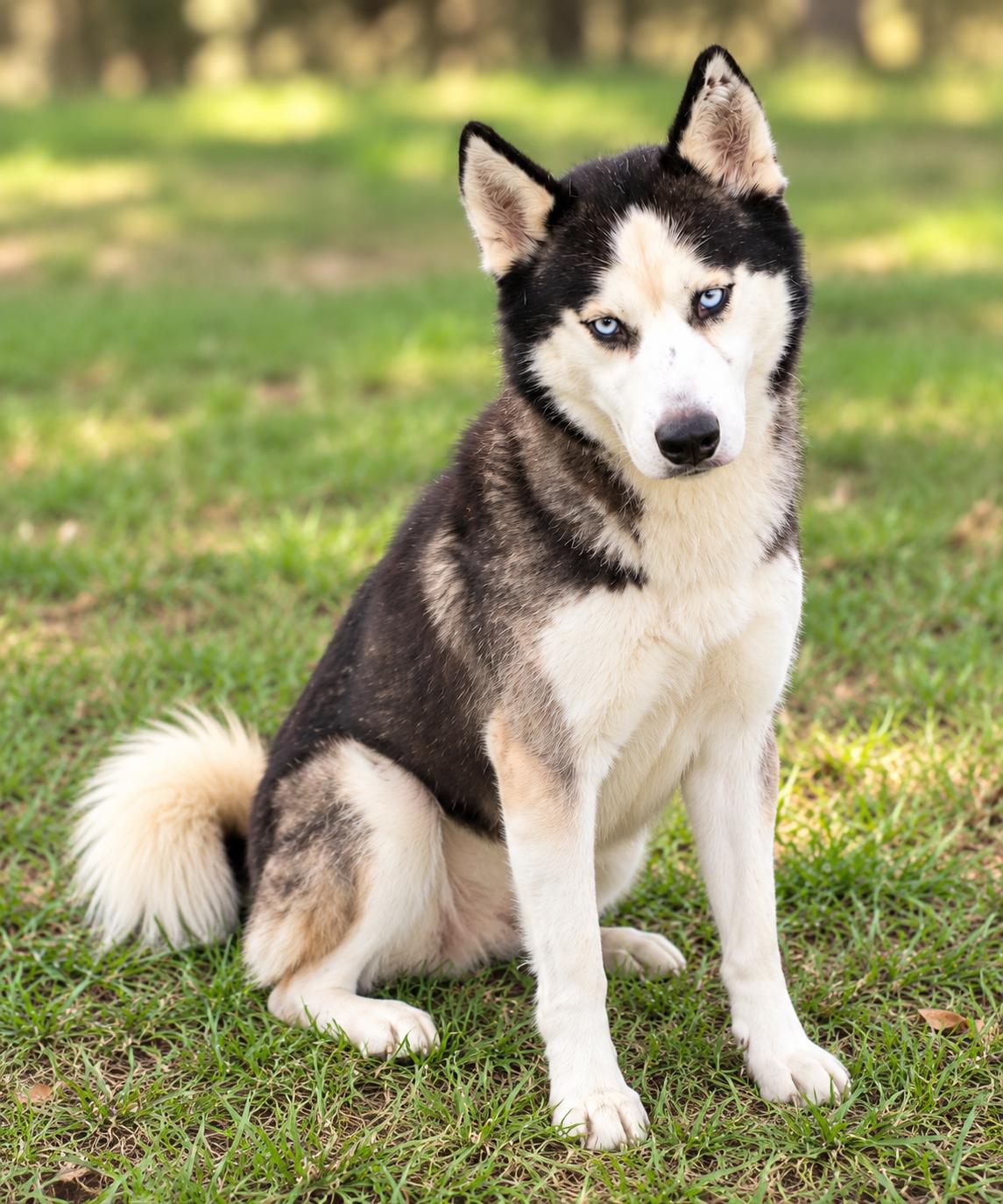 Enlarge Frey *Foster Needed*, a Adoptable Siberian Husky in Carrollton, TX image 3/3