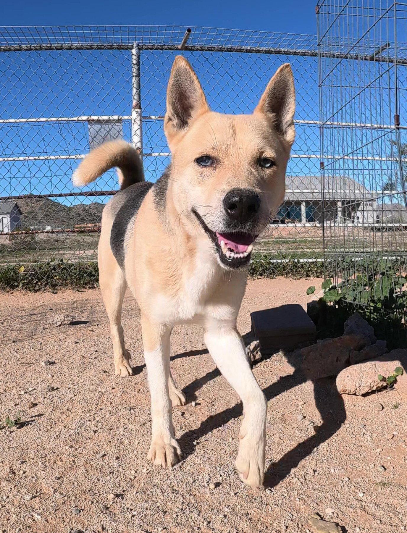 Odin, a Adoptable mixed breed in Queen Creek, AZ image 1/3