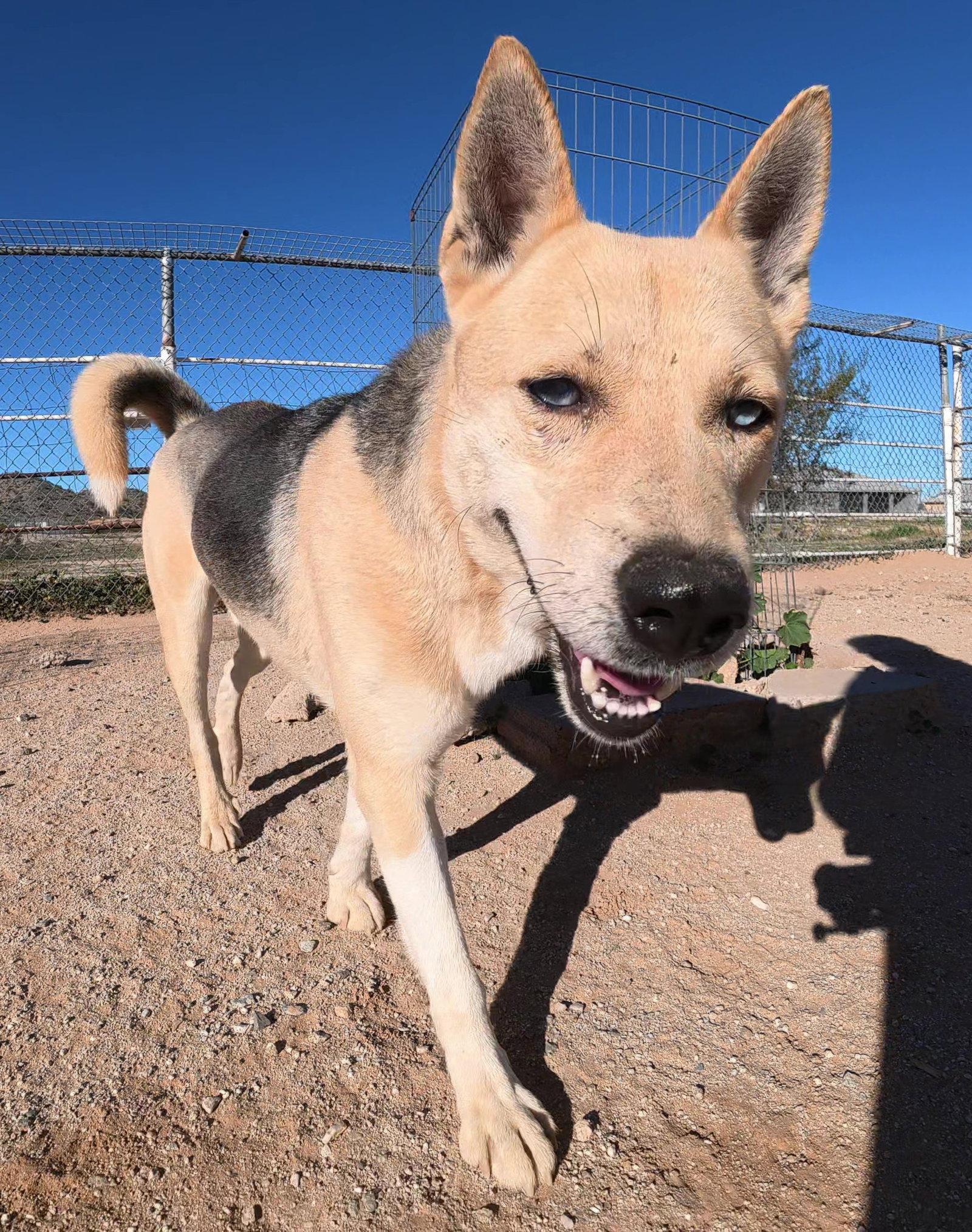 Odin, a Adoptable mixed breed in Queen Creek, AZ image 2/3