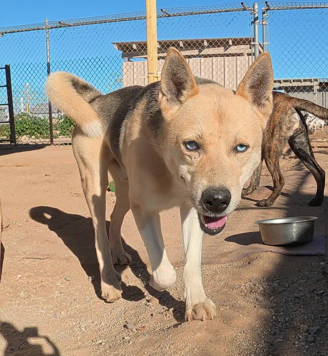 Odin, a Adoptable mixed breed in Queen Creek, AZ image 3/3
