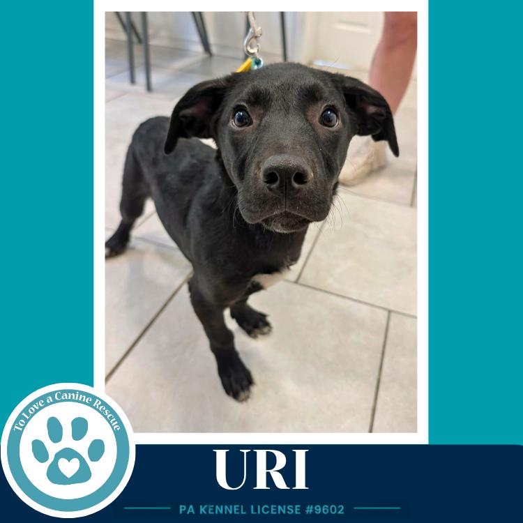 Uri (Xena's Planetary Pups) 062026, Adoptable, Puppy Male Labrador Retriever & Pit Bull Terrier.