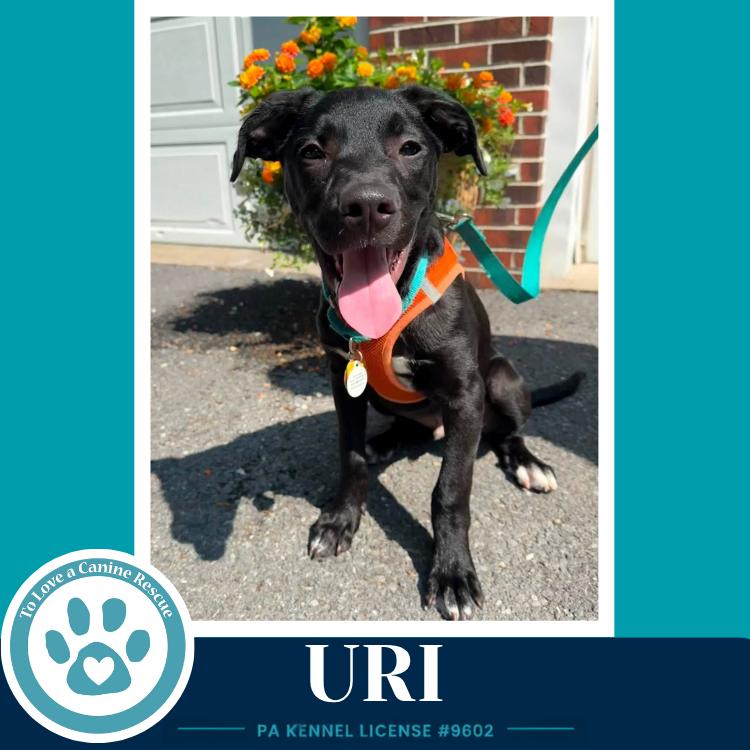 Uri (Xena's Planetary Pups) 062026, a Adoptable mixed breed in Kimberton, PA image 2/6
