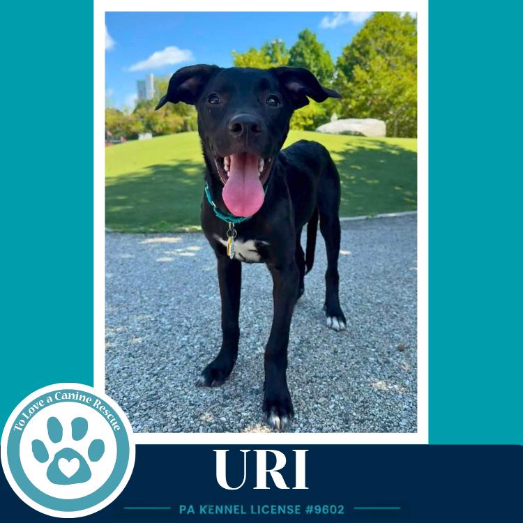 Uri (Xena's Planetary Pups) 062026, a Adoptable mixed breed in Kimberton, PA image 4/6