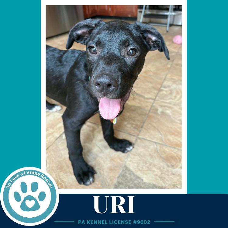 Uri (Xena's Planetary Pups) 062026, a Adoptable mixed breed in Kimberton, PA image 2/3