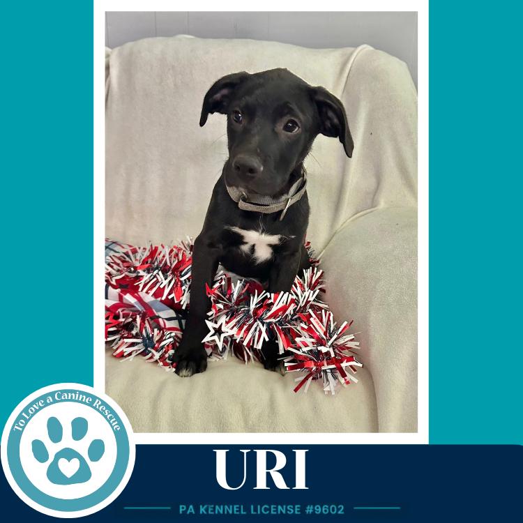 Uri (Xena's Planetary Pups) 062026, a Adoptable mixed breed in Kimberton, PA image 3/3