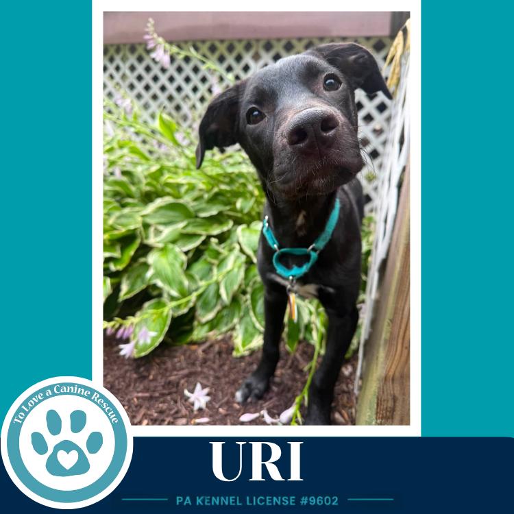 Uri (Xena's Planetary Pups) 062026, a Adoptable mixed breed in Kimberton, PA image 5/6