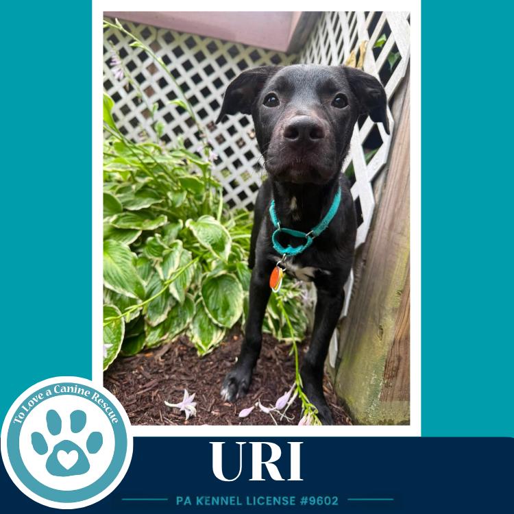 Uri (Xena's Planetary Pups) 062026, a Adoptable mixed breed in Kimberton, PA image 6/6