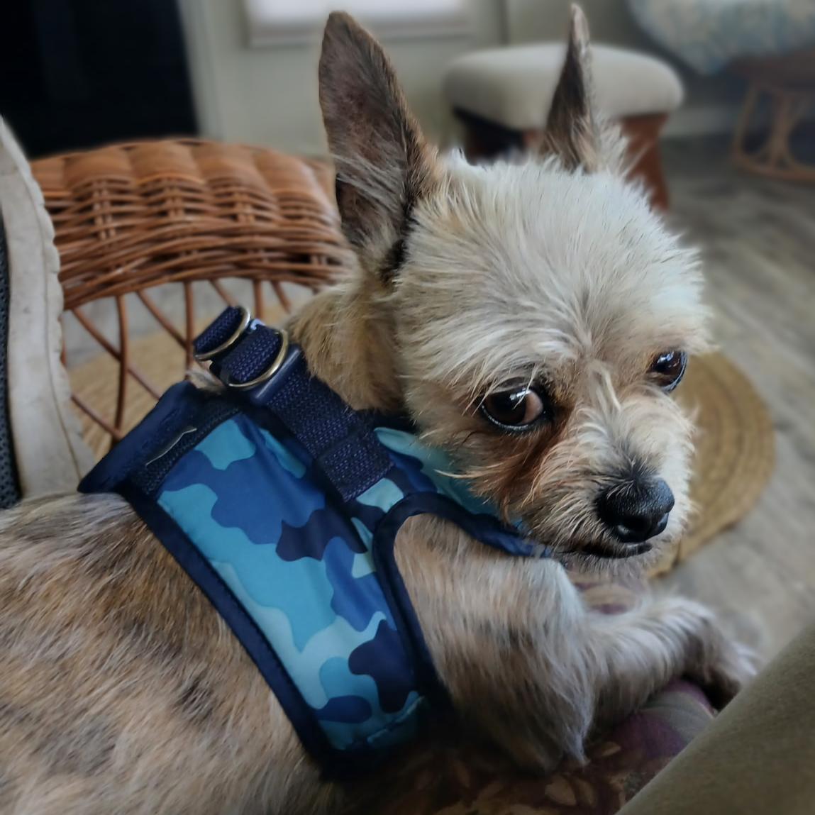 Enlarge Luigi, a ADOPTABLE mixed breed in Eustis, FL image 1/1