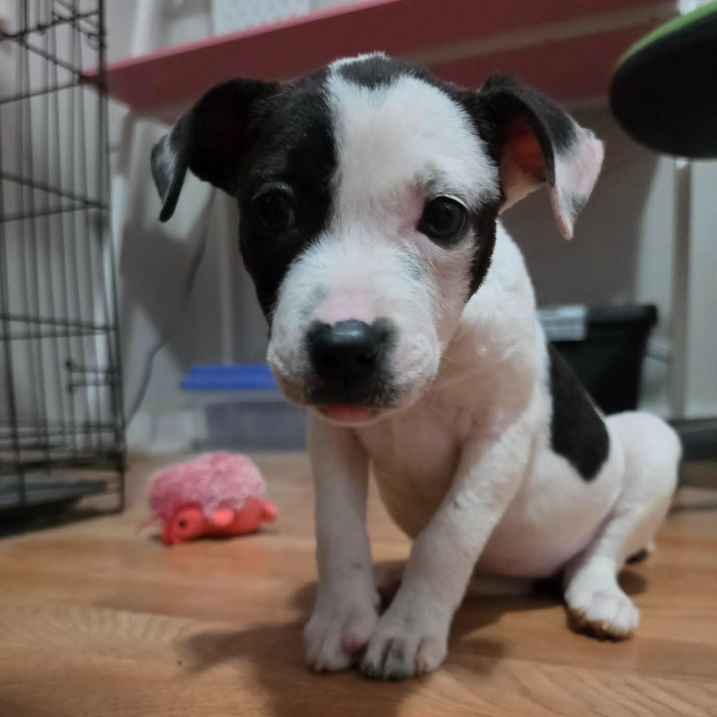 Enlarge Hope, an adopted Pit Bull Terrier in Boise, ID image 2/5