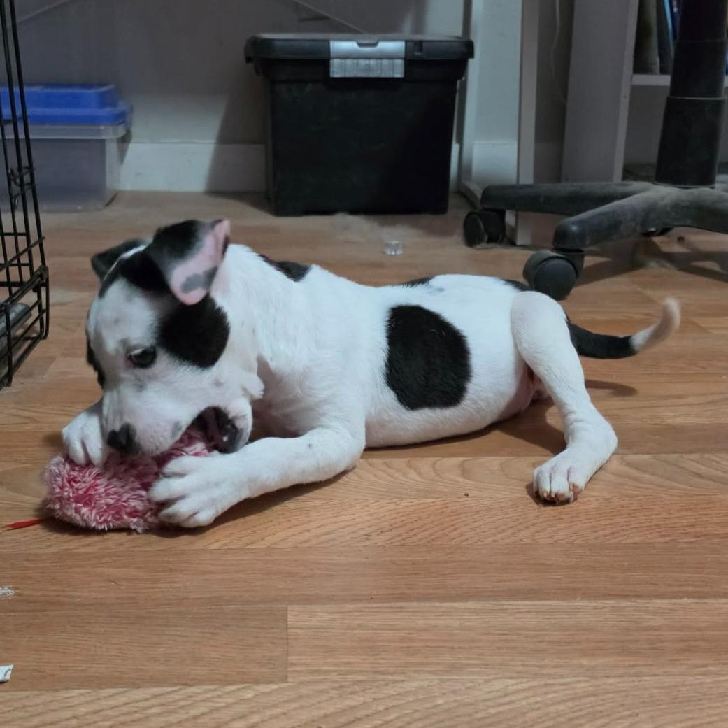 Enlarge Hope, an adopted Pit Bull Terrier in Boise, ID image 4/5