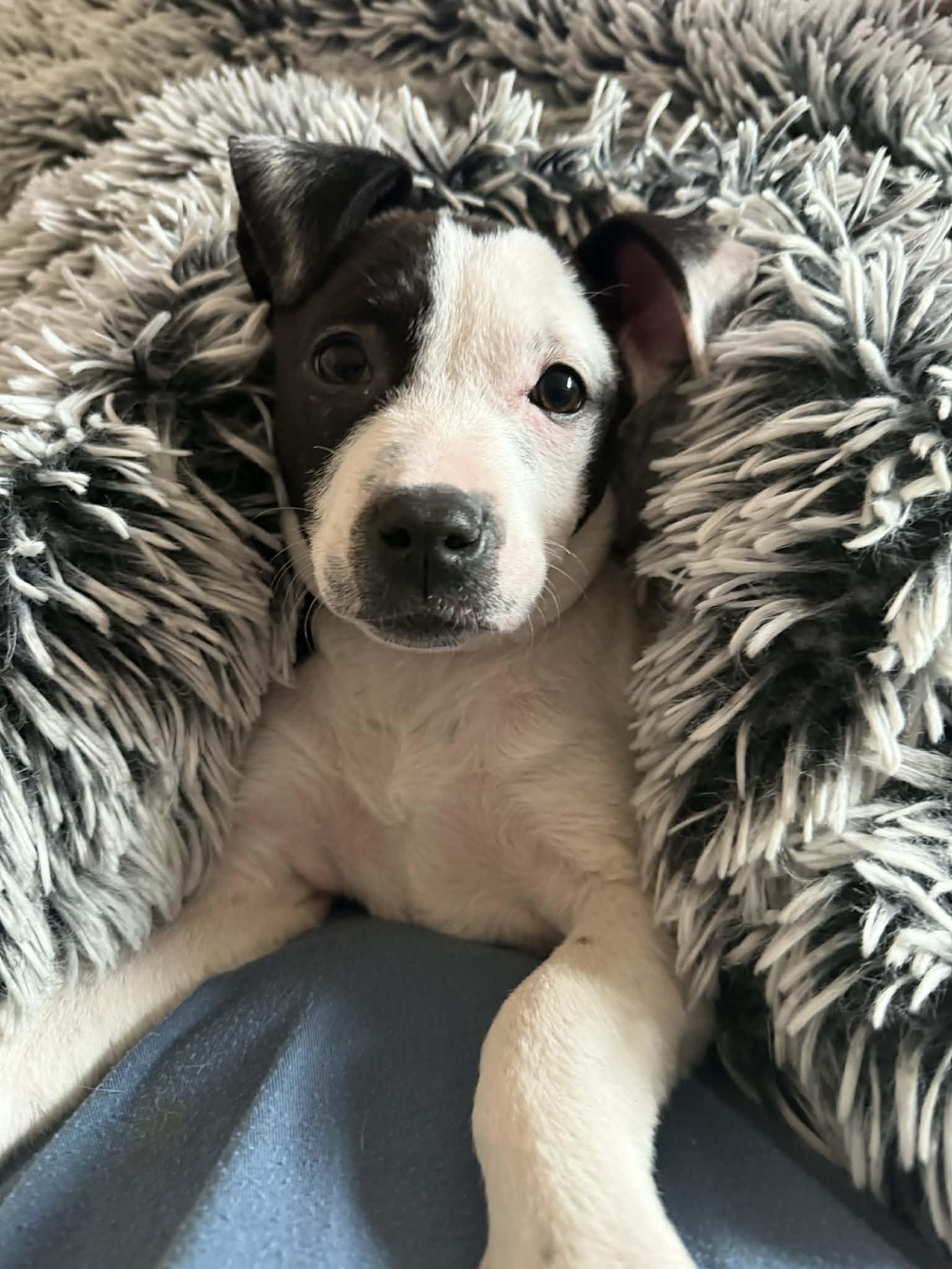 Hope, adopted, Puppy Female Pit Bull Terrier.