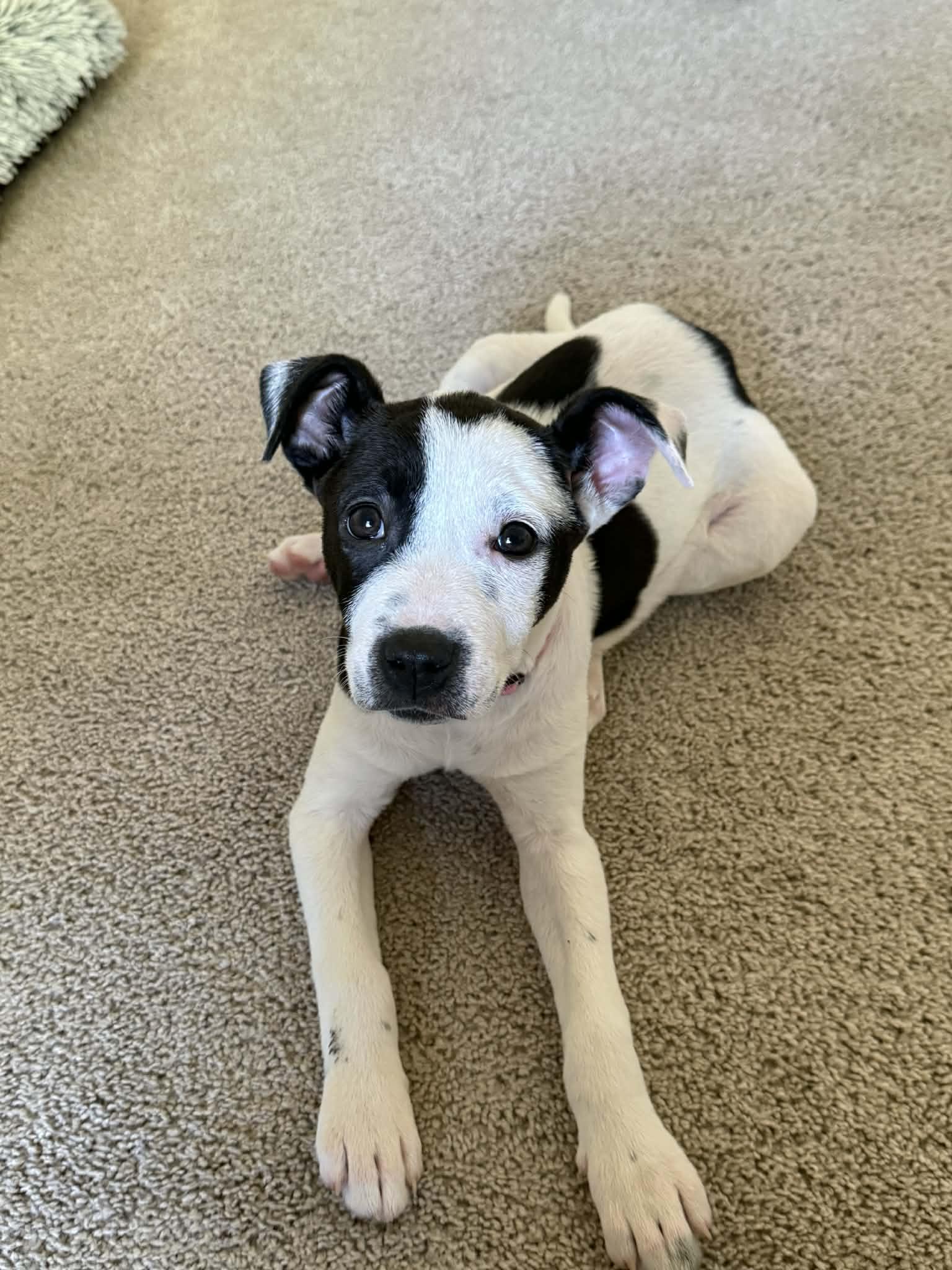 Enlarge Hope, an adopted Pit Bull Terrier in Boise, ID image 5/5