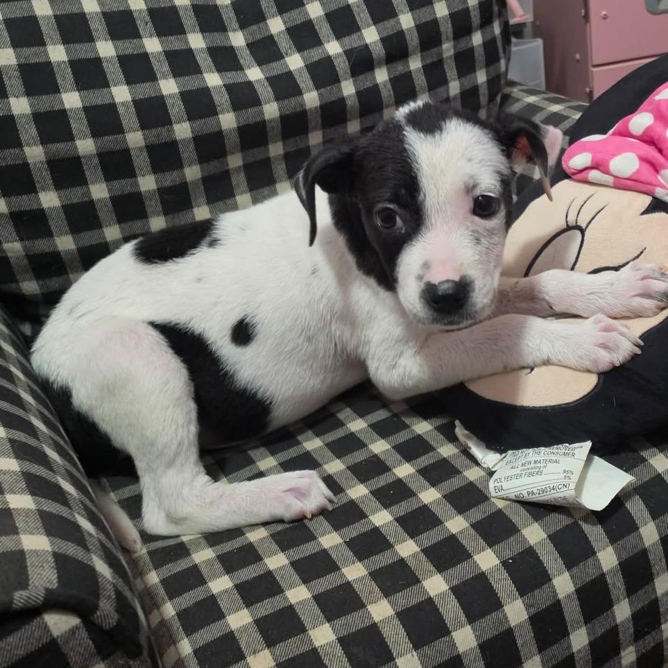 Enlarge Hope, an adopted Pit Bull Terrier in Boise, ID image 3/5