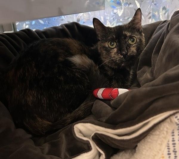 Browney, Adoptable, Young Female Domestic Short Hair.