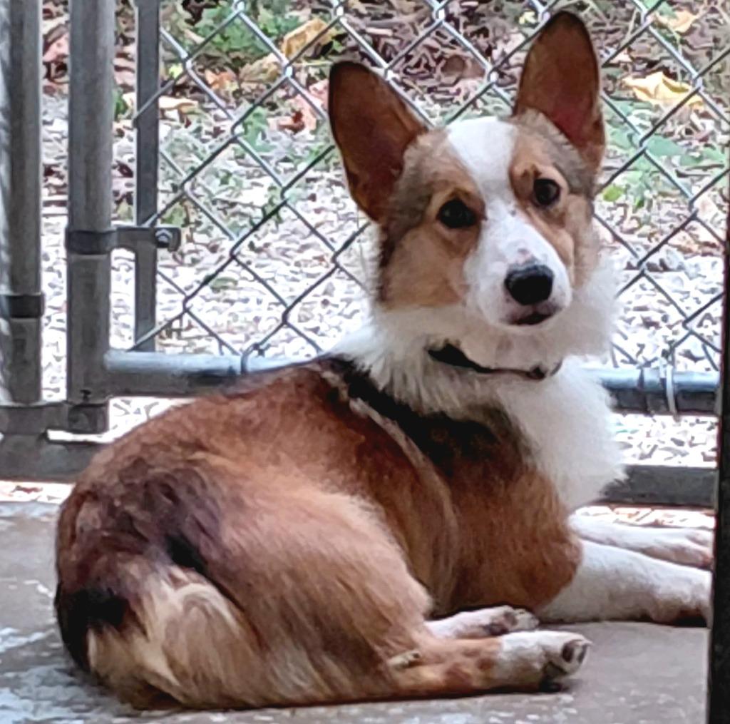 Enlarge Charlie, a Adopted Corgi in Sunrise Beach, MO image 1/1