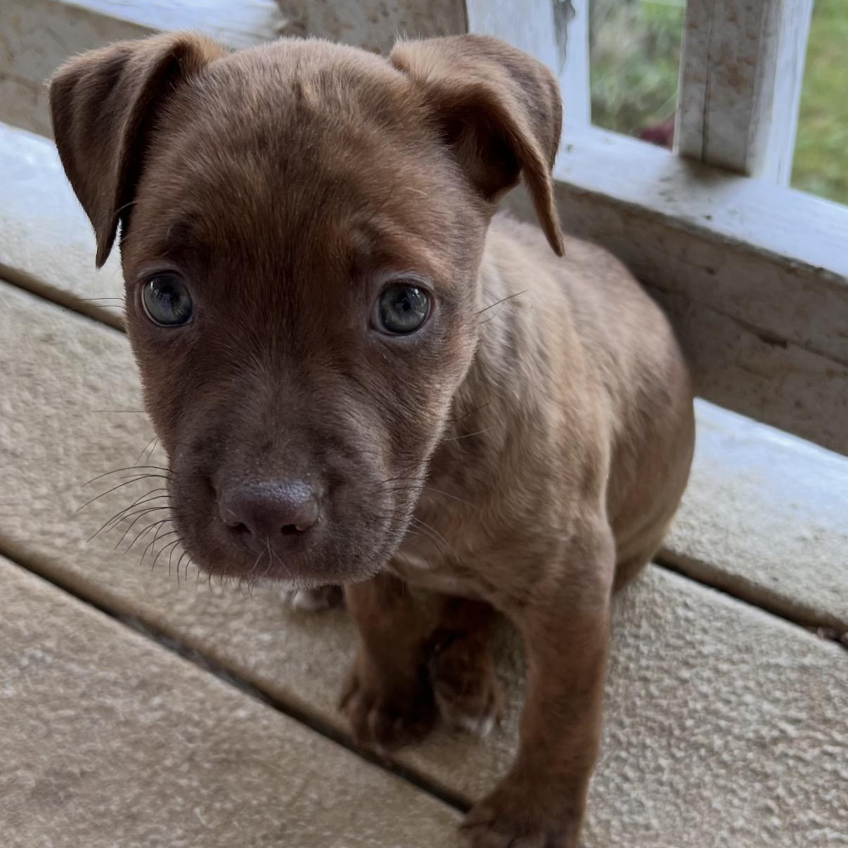 Enlarge Dez, an adopted mixed breed in Hamilton , NJ image 1/1