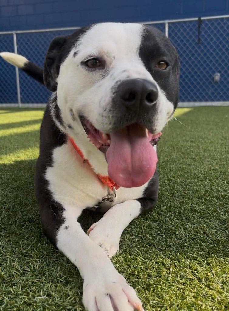 Enlarge Johnny, a Adoptable mixed breed in Hartsville, SC image 1/6