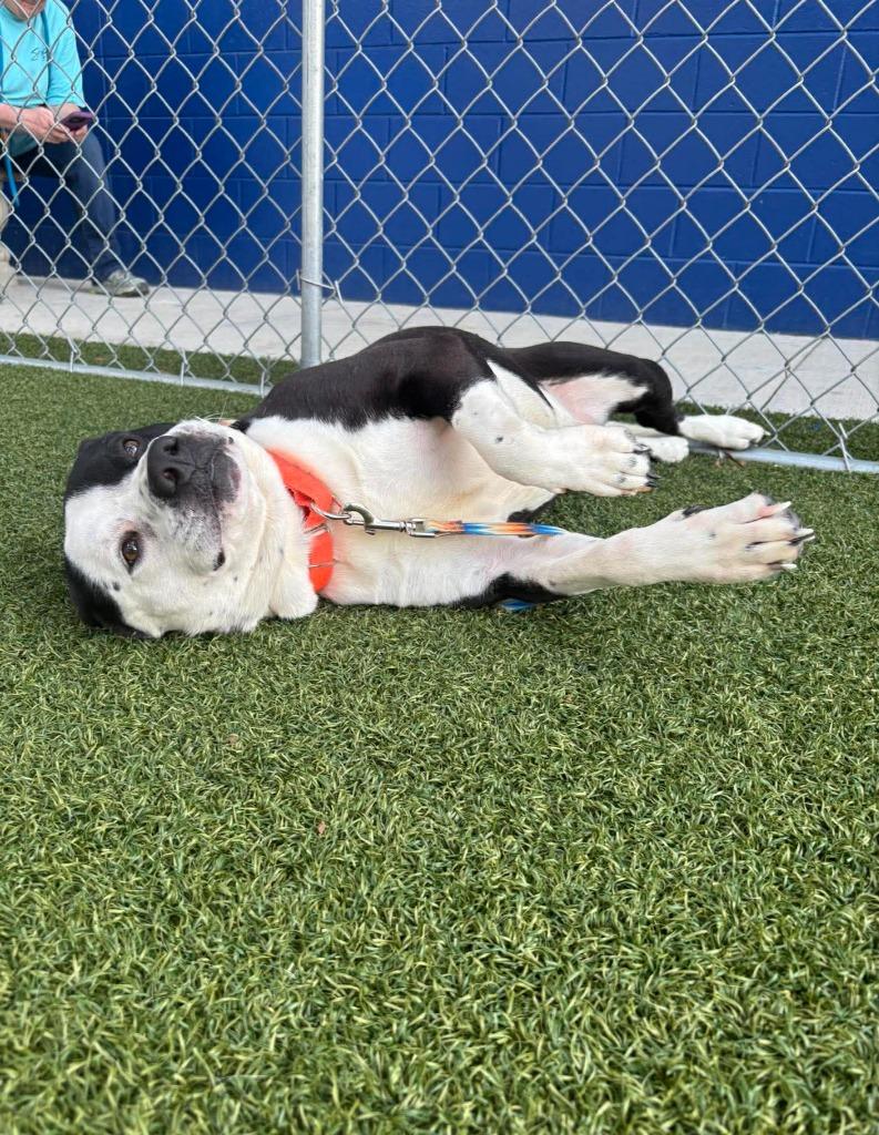 Enlarge Johnny, a Adoptable mixed breed in Hartsville, SC image 2/6