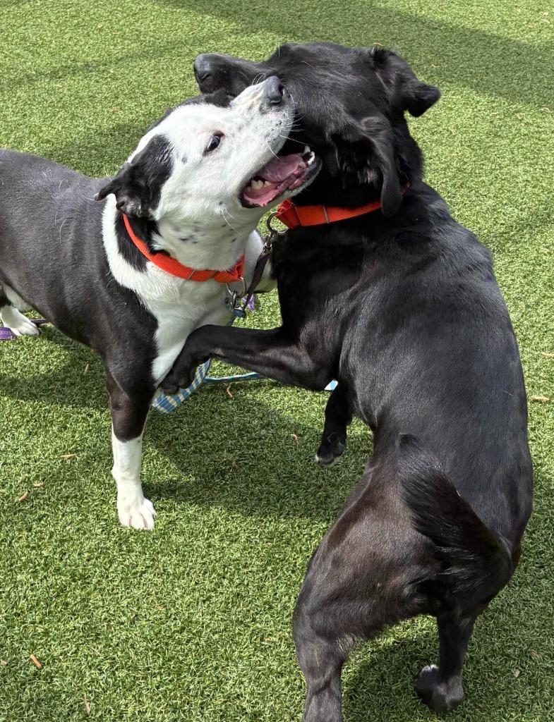 Enlarge Johnny, a Adoptable mixed breed in Hartsville, SC image 4/6