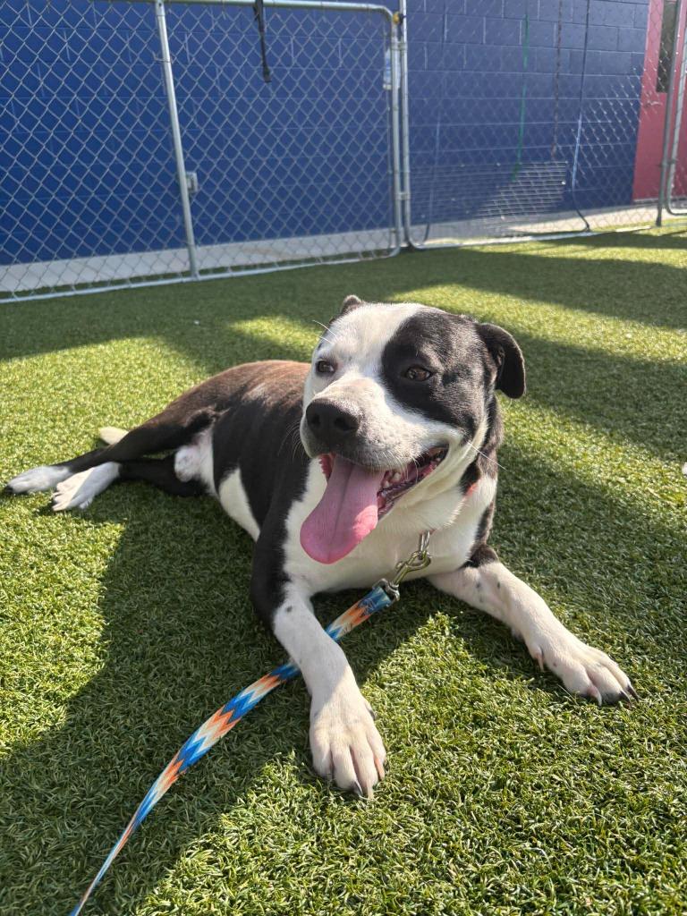 Enlarge Johnny, a Adoptable mixed breed in Hartsville, SC image 5/6