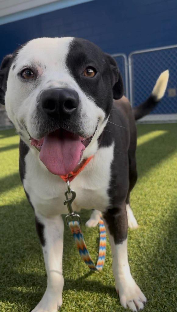 Enlarge Johnny, a Adoptable mixed breed in Hartsville, SC image 6/6