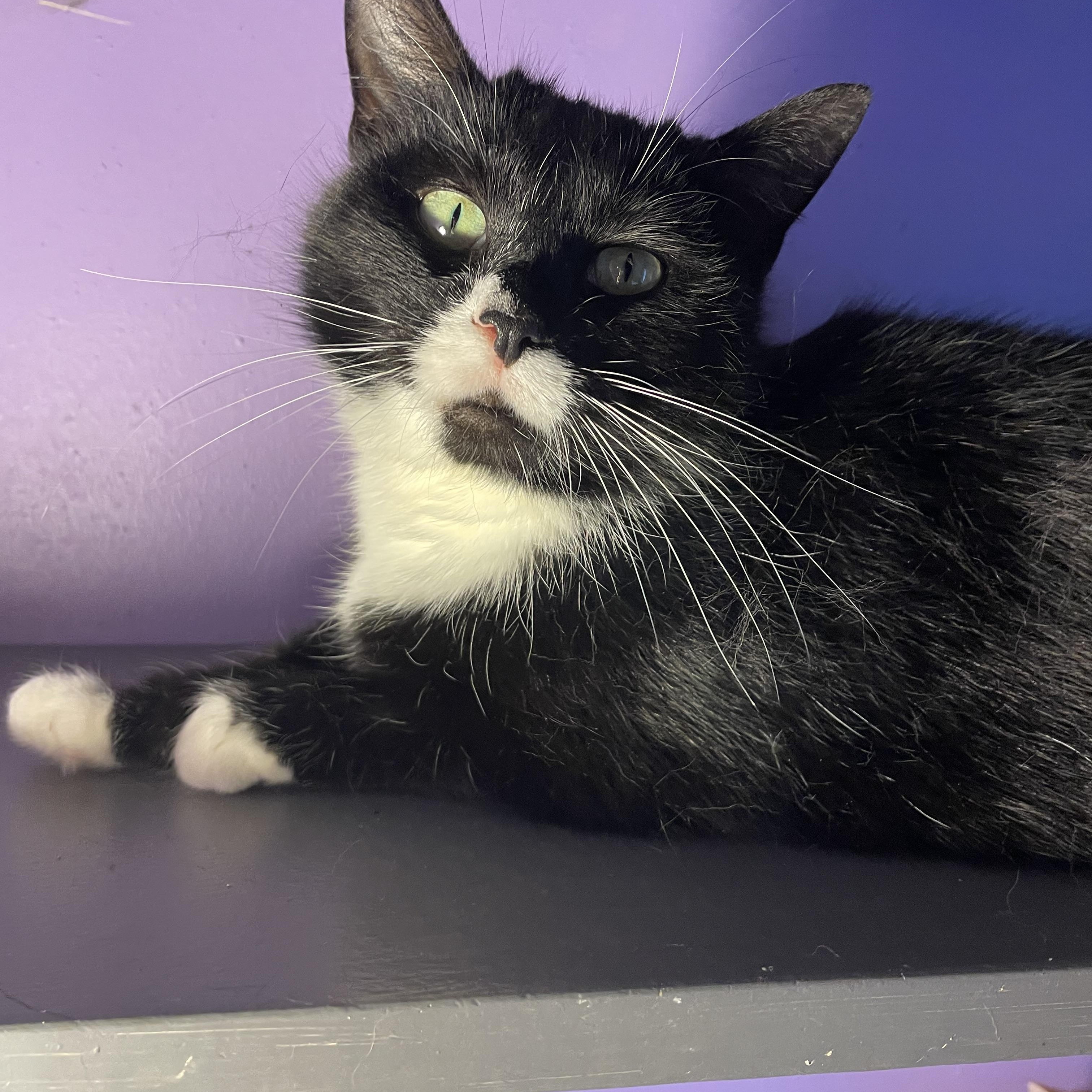 Enlarge Riley, an adopted mixed breed in Des Moines , WA image 2/4