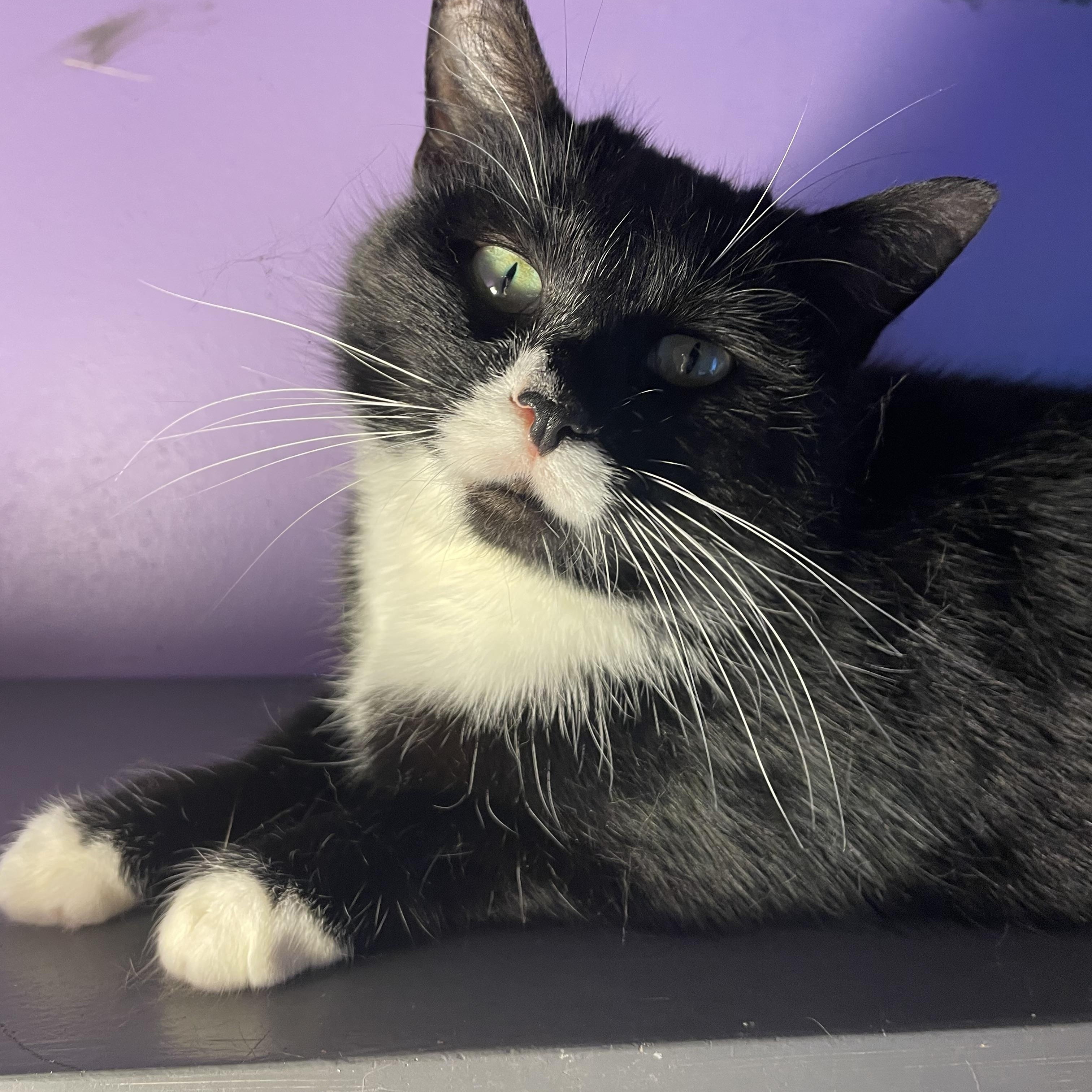 Riley, adopted, Young Female Domestic Short Hair.