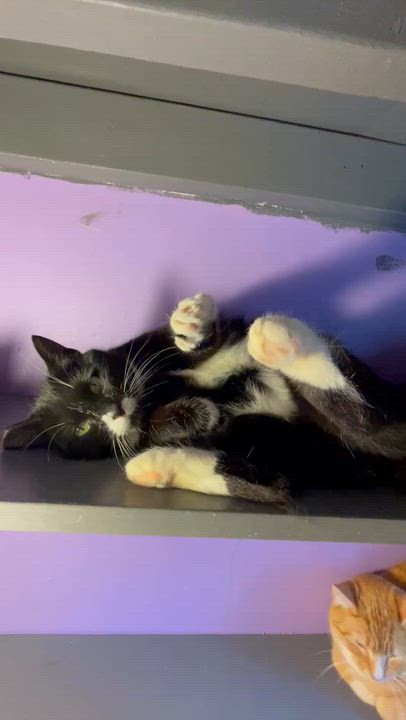 Enlarge Riley, an adopted mixed breed in Des Moines , WA video 3/4