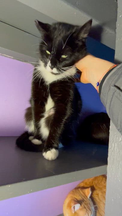 Enlarge Riley, an adopted mixed breed in Des Moines , WA video 4/4