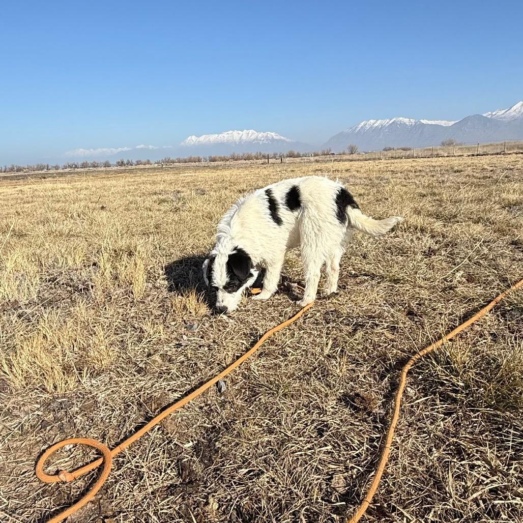 Enlarge Darby, a Adoptable mixed breed in Spanish Fork, UT image 1/6