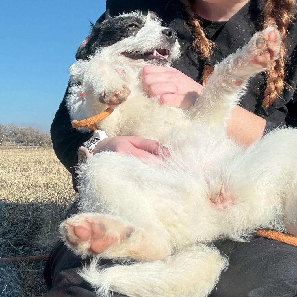 Enlarge Darby, a Adoptable mixed breed in Spanish Fork, UT image 2/6