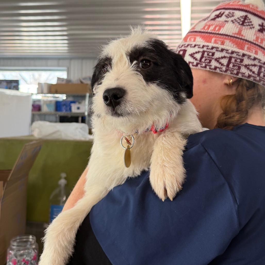 Enlarge Darby, a Adoptable mixed breed in Spanish Fork, UT image 3/6