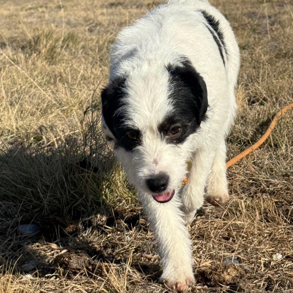 Enlarge Darby, a Adoptable mixed breed in Spanish Fork, UT image 5/6