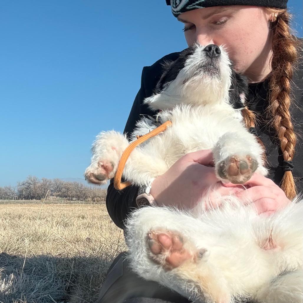 Enlarge Darby, a Adoptable mixed breed in Spanish Fork, UT image 6/6