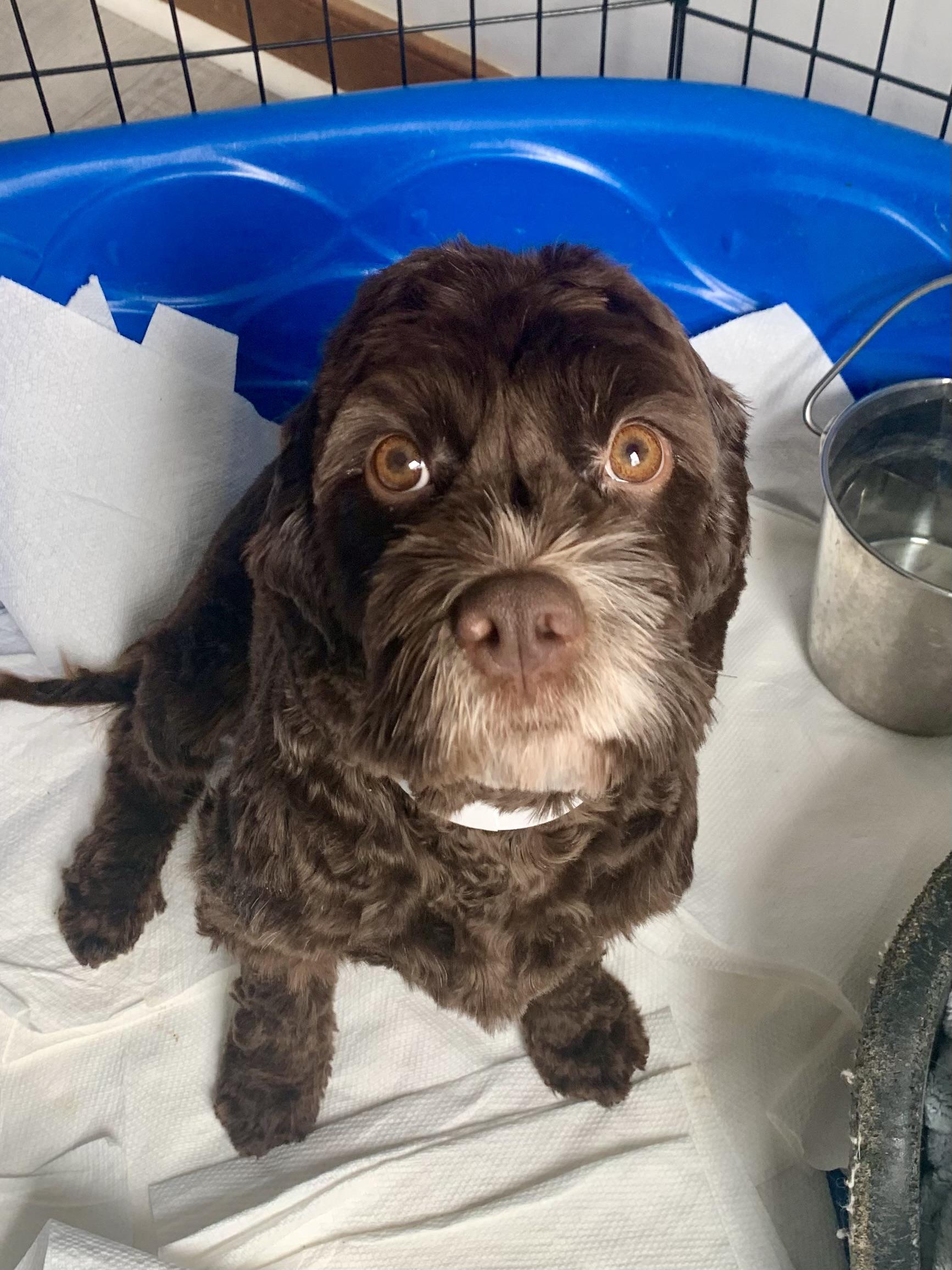 Harlow, ADOPTABLE, Young Female Cavapoo.