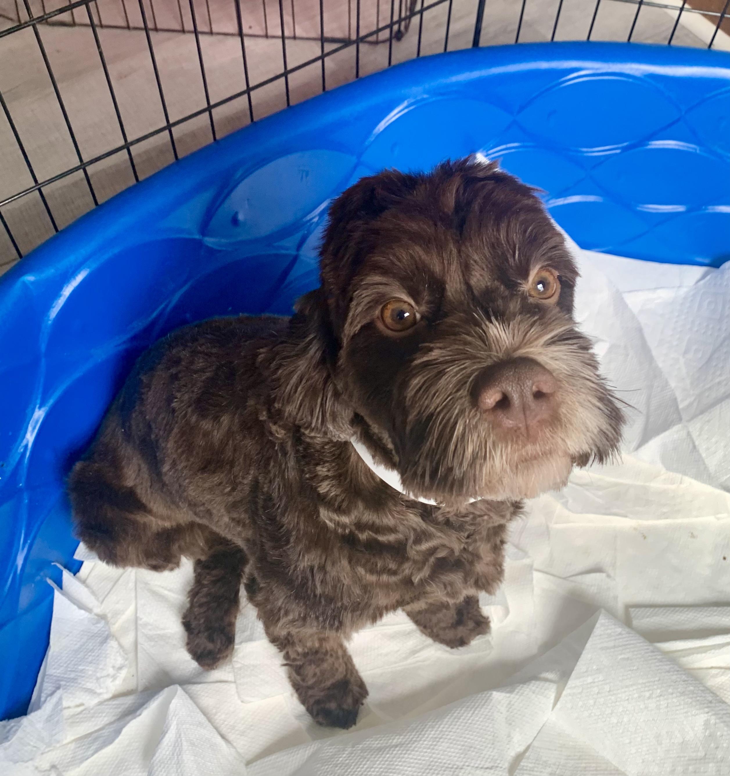Enlarge Harlow, a ADOPTABLE Cavapoo in Richmond, VA image 2/3