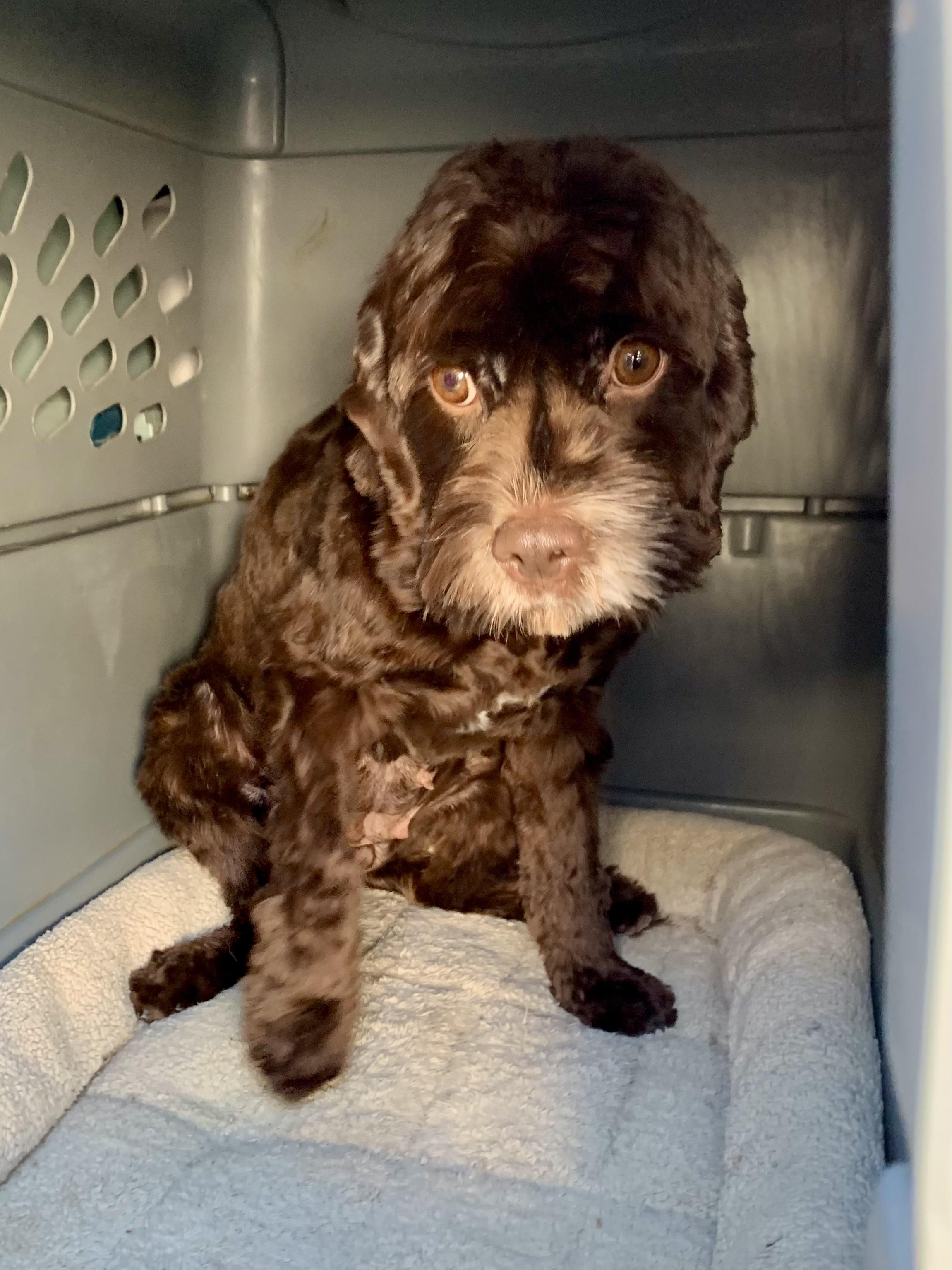 Enlarge Harlow, a ADOPTABLE Cavapoo in Richmond, VA image 3/3