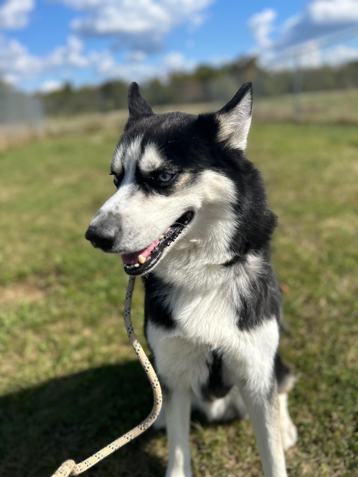 Knight, a Adoptable Husky in Seneca, PA image 1/5