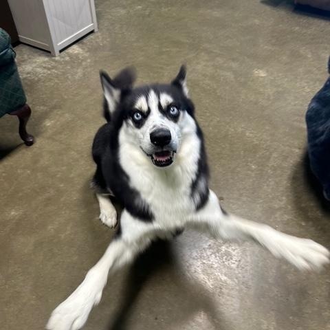Knight, a Adoptable Husky in Seneca, PA image 5/5