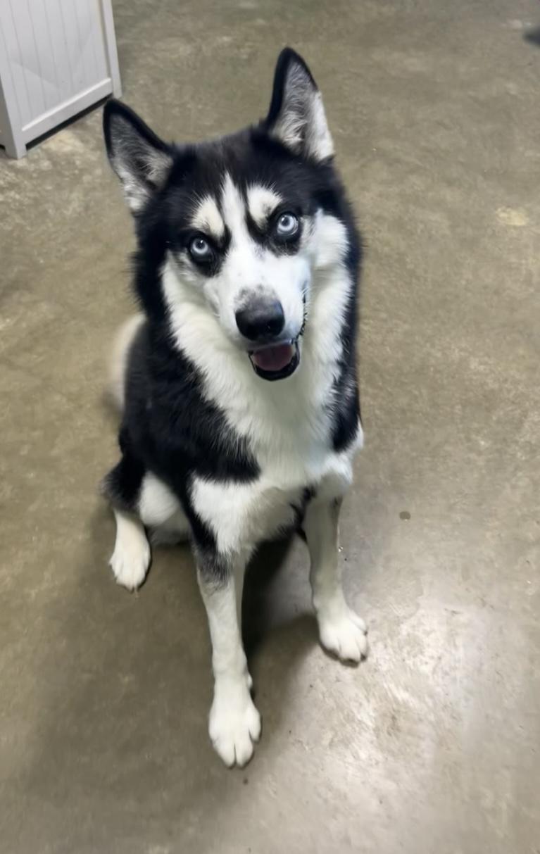 Knight, a Adoptable Husky in Seneca, PA image 3/5