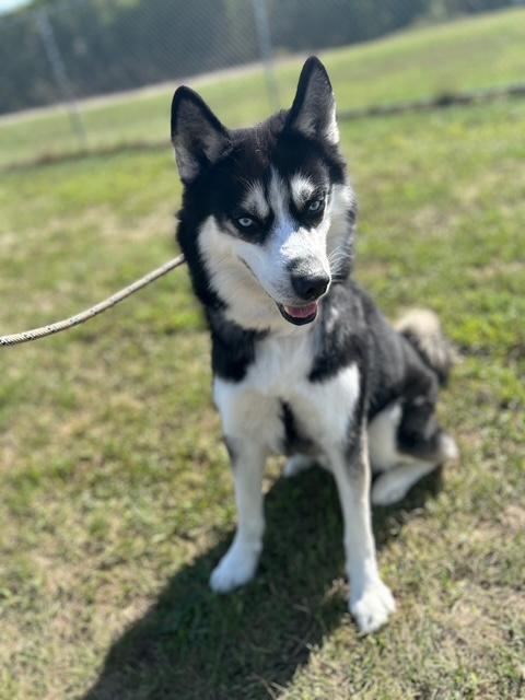 Knight, a Adoptable Husky in Seneca, PA image 2/5
