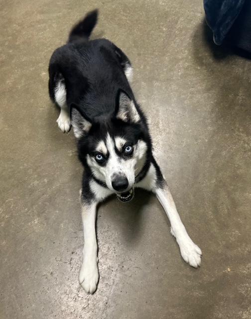 Knight, a Adoptable Husky in Seneca, PA image 4/5