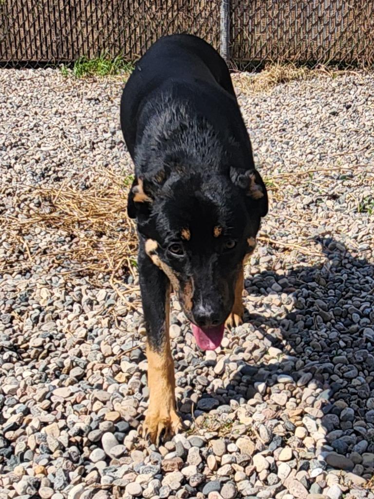 Toby, Adoptable, Young Male Mixed Breed.