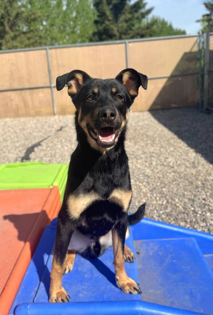 Enlarge Toby, a Adoptable Mixed Breed in Grand Forks, ND image 2/6