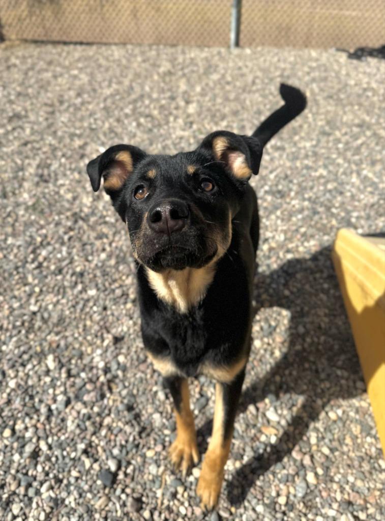 Enlarge Toby, a Adoptable Mixed Breed in Grand Forks, ND image 3/6