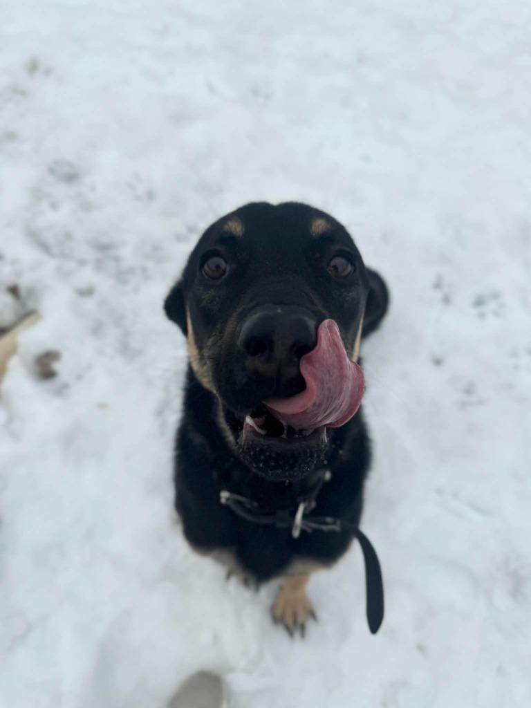 Enlarge Toby, a Adoptable Mixed Breed in Grand Forks, ND image 4/6