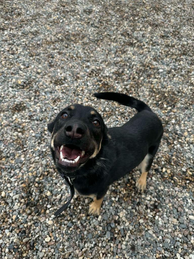 Enlarge Toby, a Adoptable Mixed Breed in Grand Forks, ND image 5/6