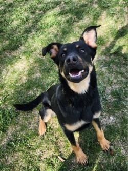 Enlarge Toby, a Adoptable Mixed Breed in Grand Forks, ND image 6/6