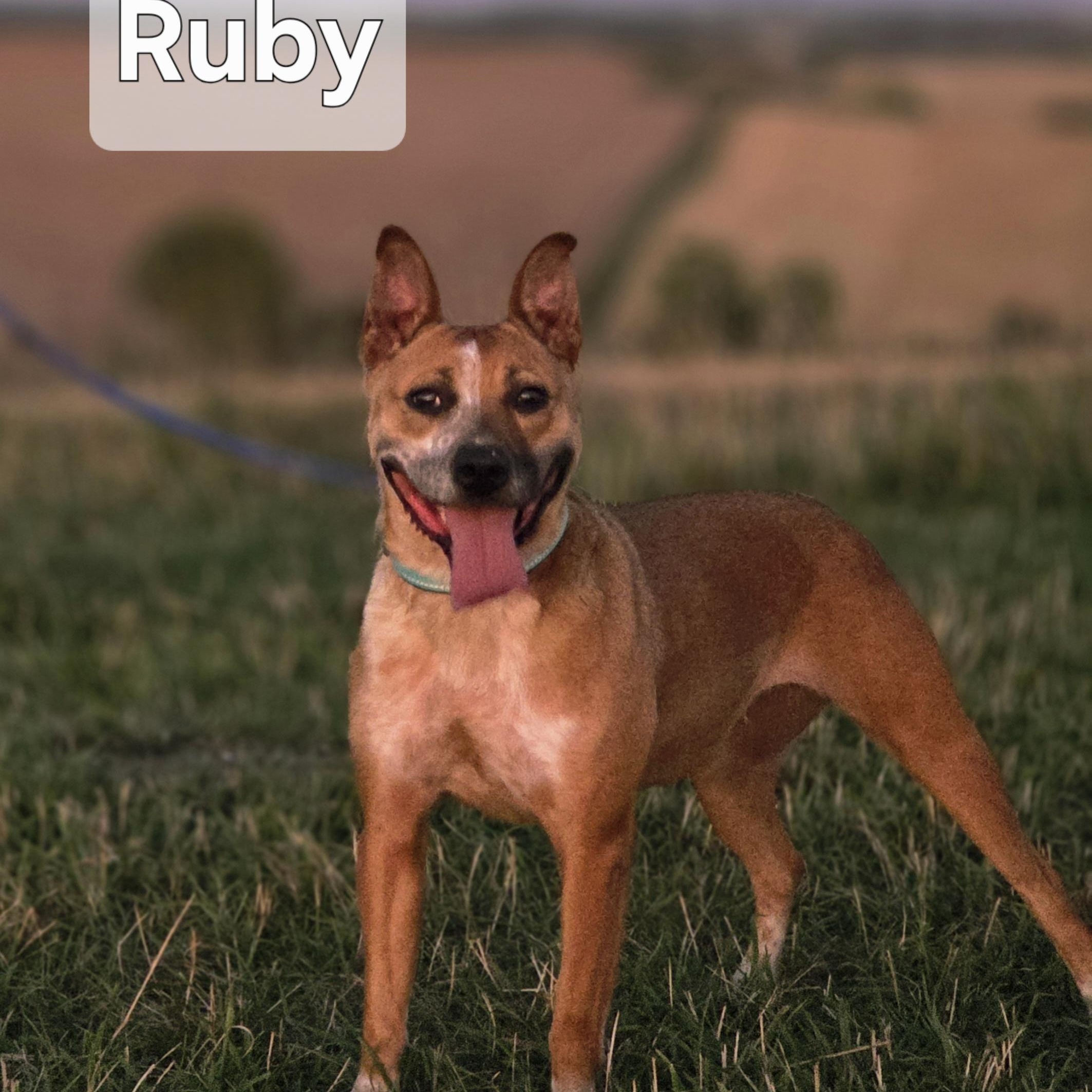 Enlarge Ruby, a Adoptable mixed breed in Walthill, NE image 2/5
