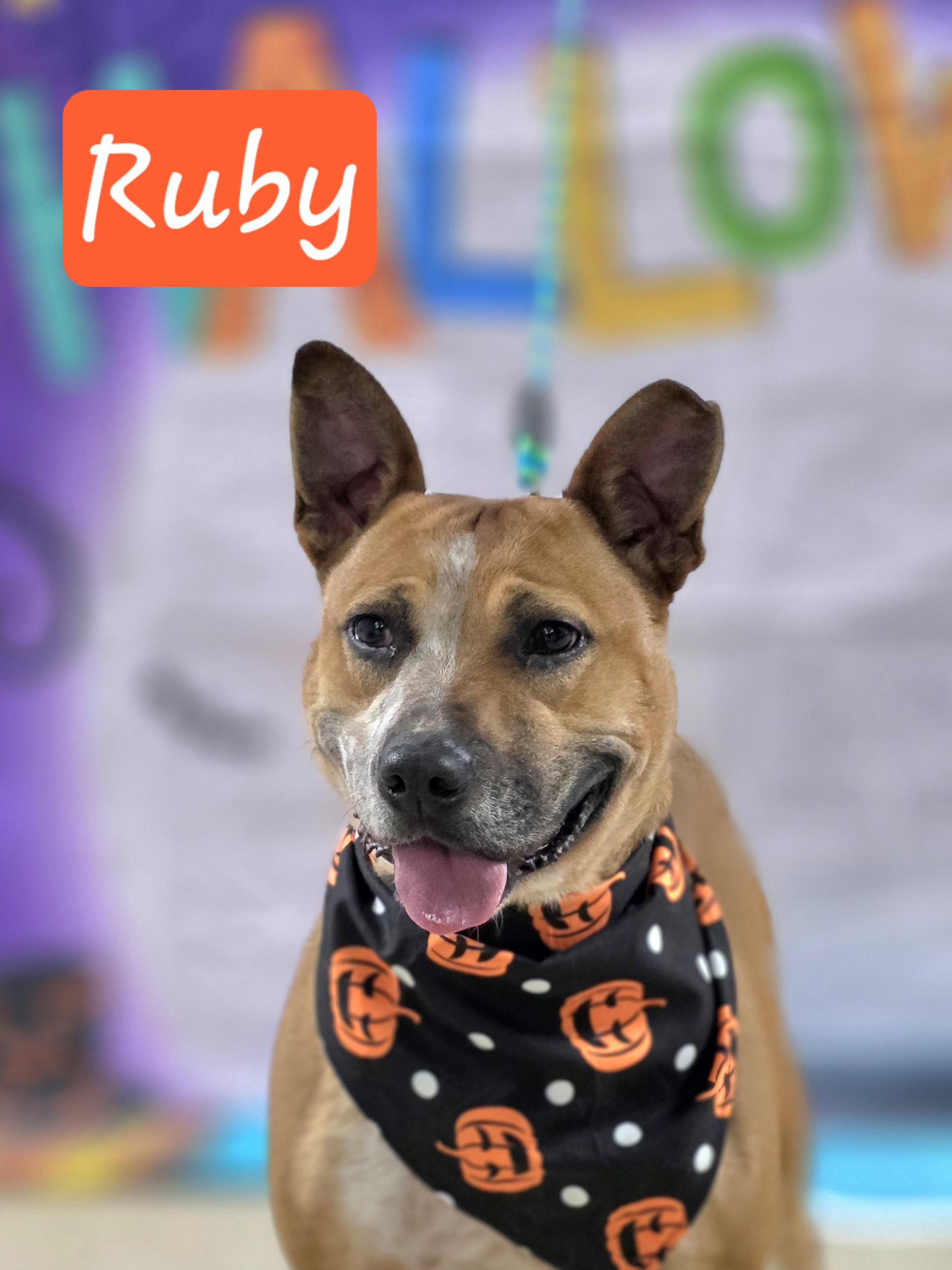 Enlarge Ruby, a Adoptable mixed breed in Walthill, NE image 3/5